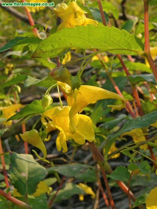 Impatiens noli-tangere