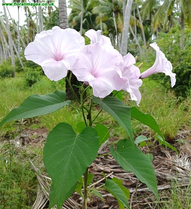 Ipomoea carnea