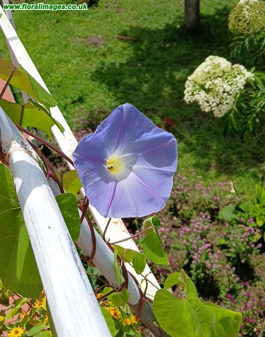 Ipomoea tricolor