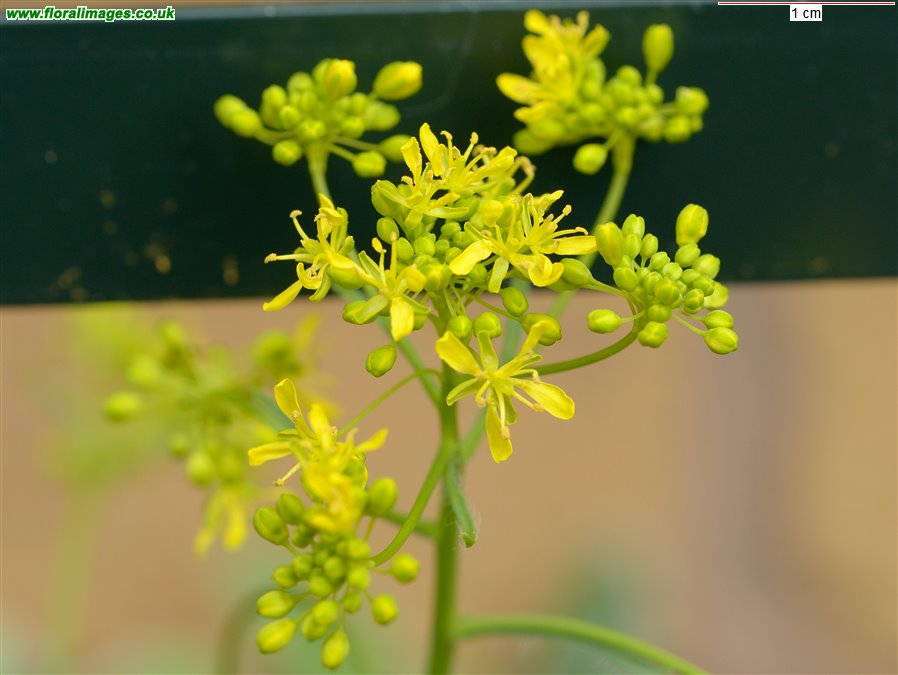 Isatis tinctoria