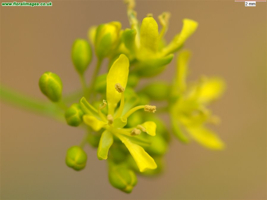Isatis tinctoria