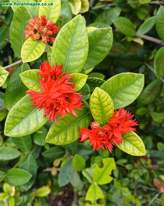 Ixora chinensis