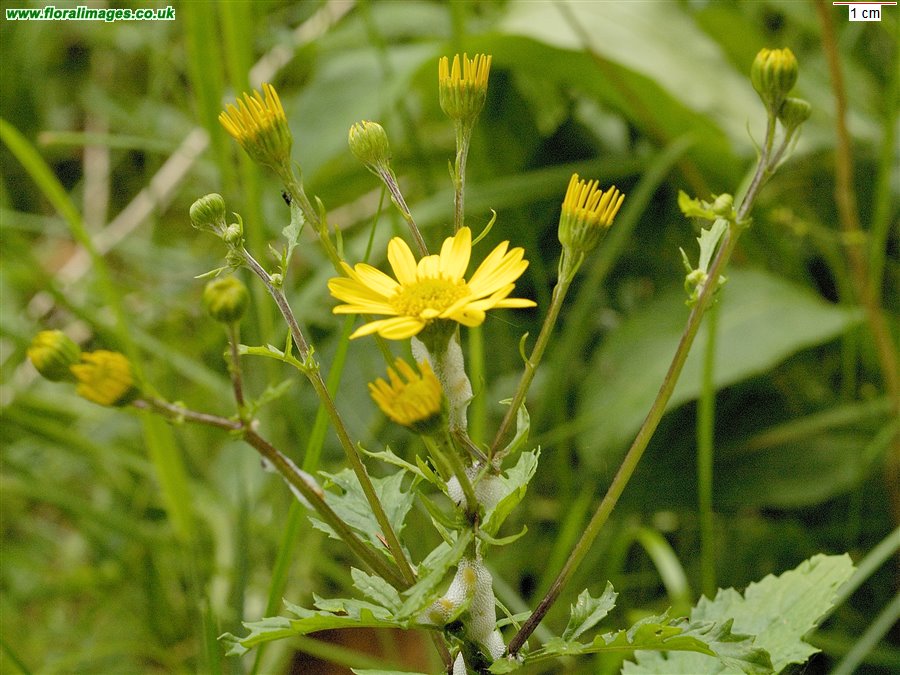 Jacobaea aquatica