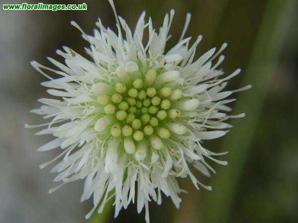Jasione montana