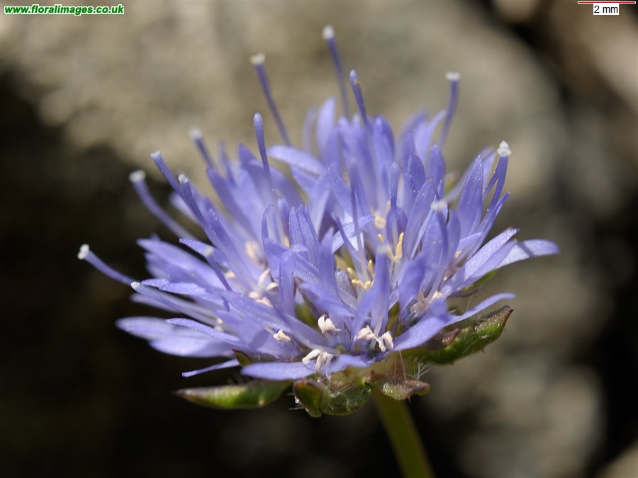 Jasione montana