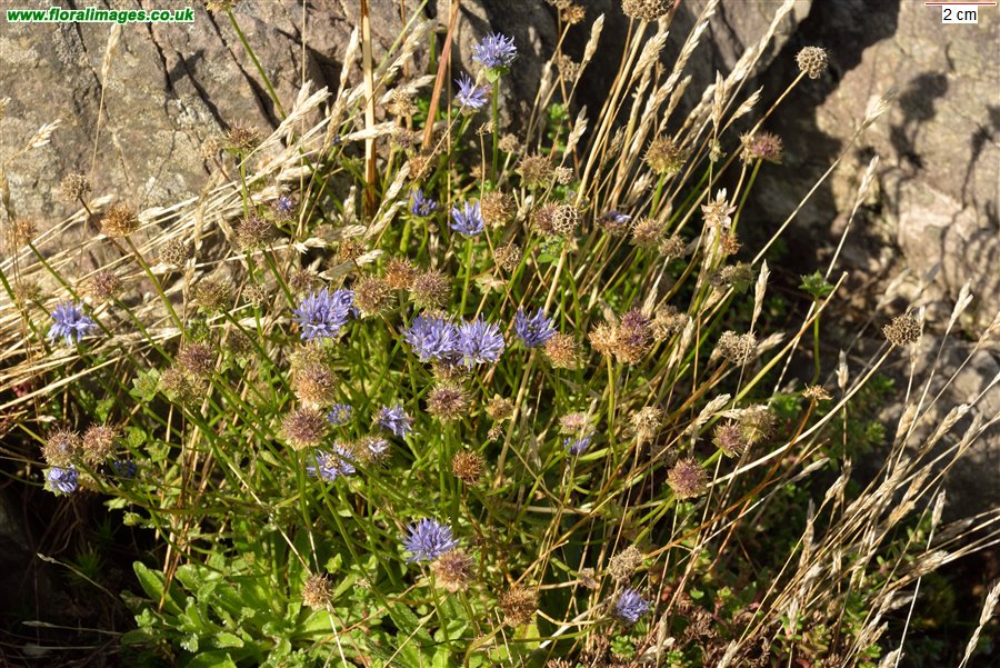 Jasione montana