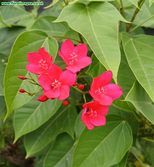 Jatropha integerrima