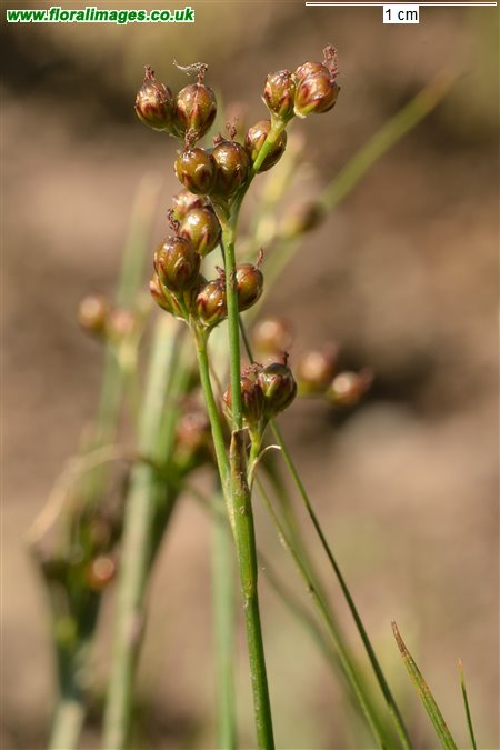 Juncus compressus