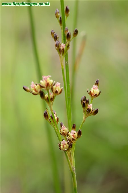 Juncus compressus