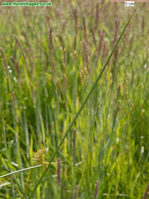 Juncus effusus