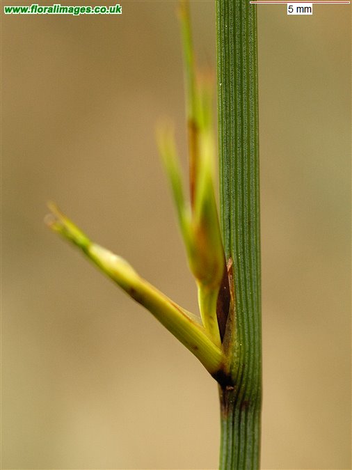 Juncus inflexus