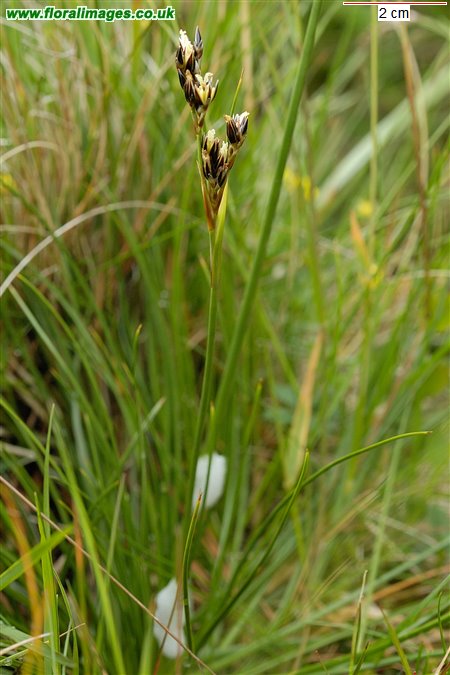 Juncus squarrosus