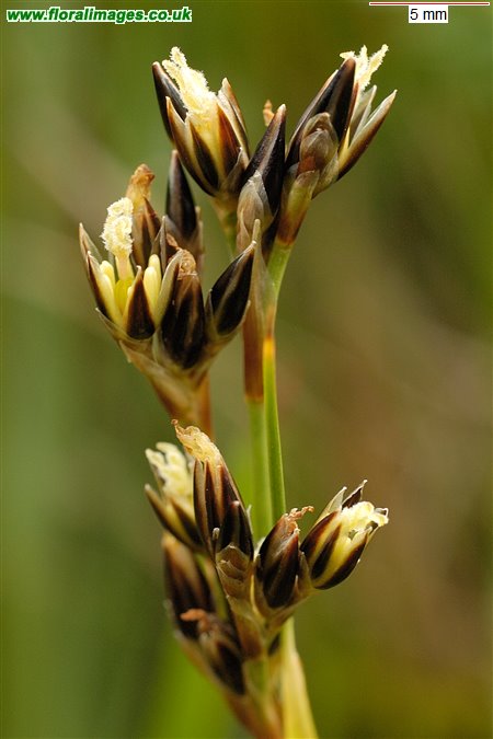 Juncus squarrosus