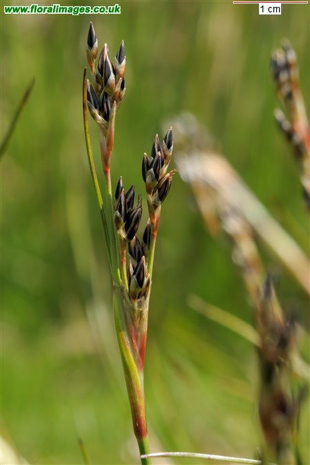 Juncus squarrosus