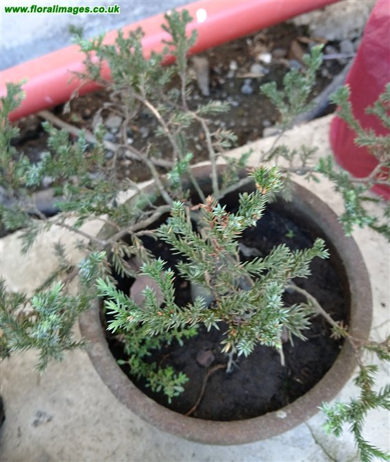 Juniperus chinensis