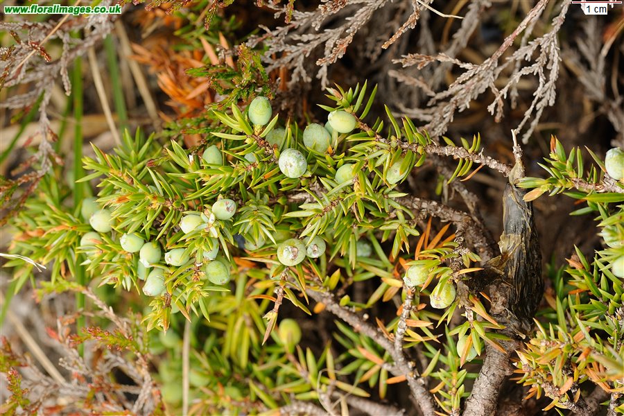 Juniperus communis