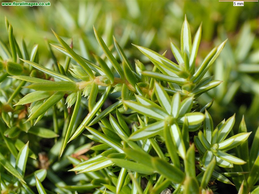 Juniperus communis