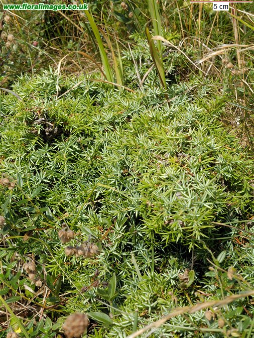 Juniperus communis