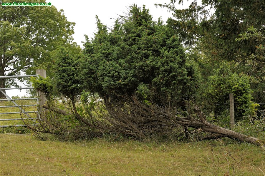 Juniperus communis