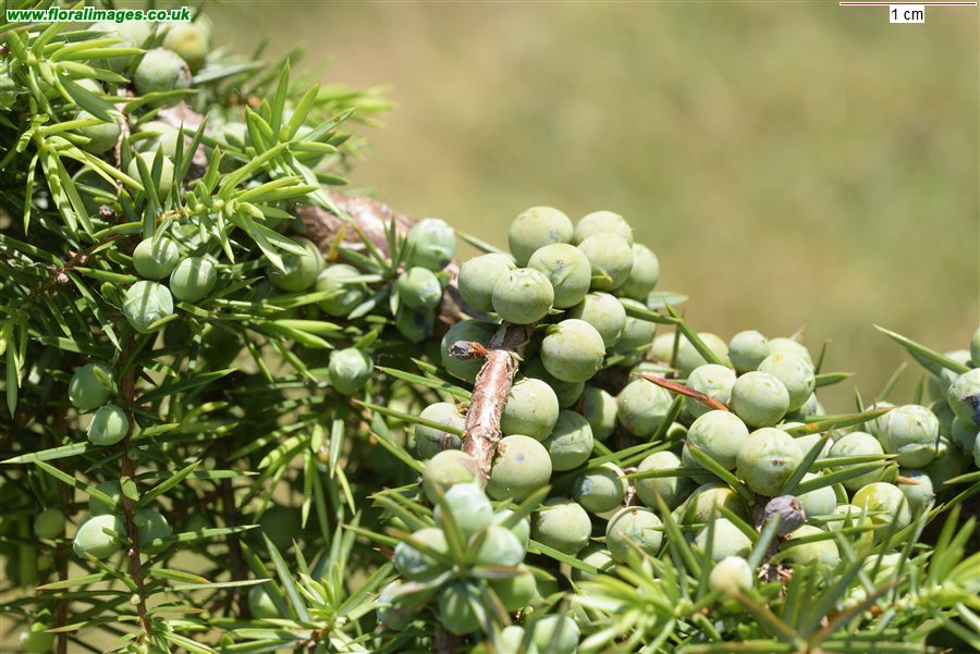 Juniperus communis