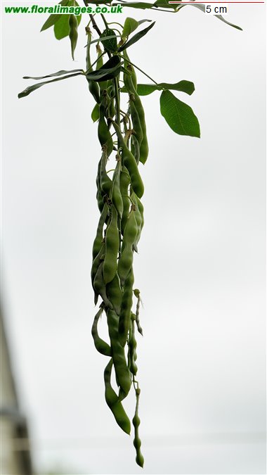 Laburnum anagyroides