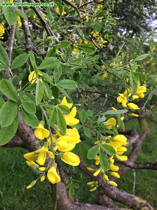 Laburnum anagyroides