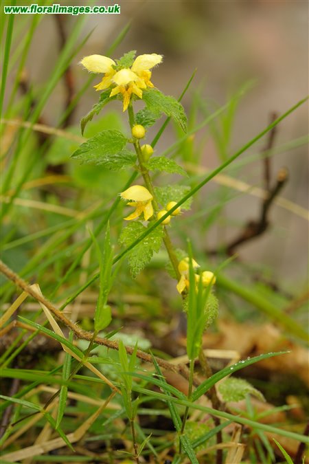 Lamiastrum galeobdolon