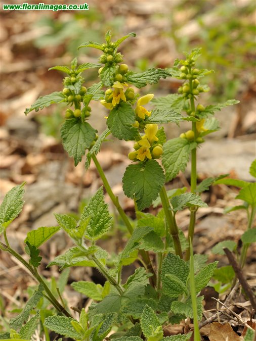 Lamiastrum galeobdolon