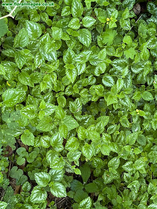 Lamiastrum galeobdolon
