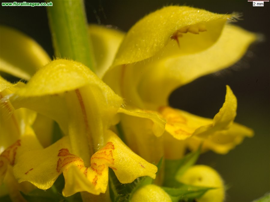 Lamiastrum galeobdolon
