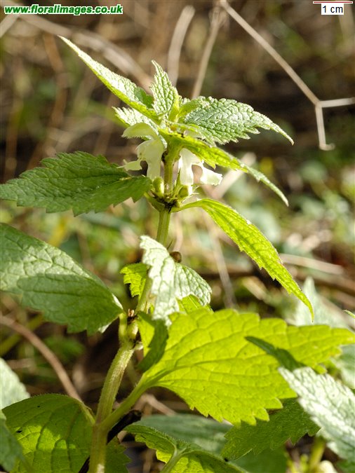 Lamium album