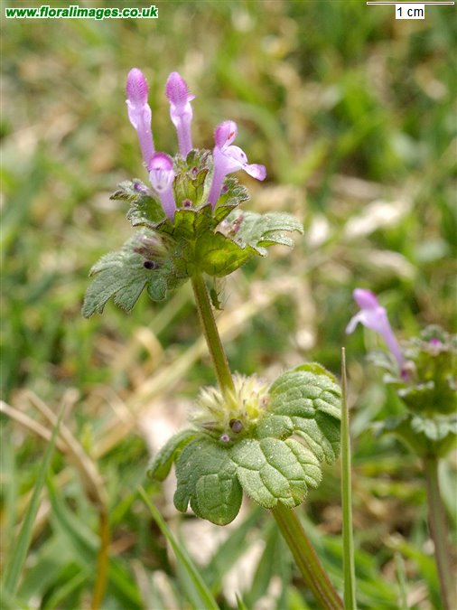 Lamium amplexicaule