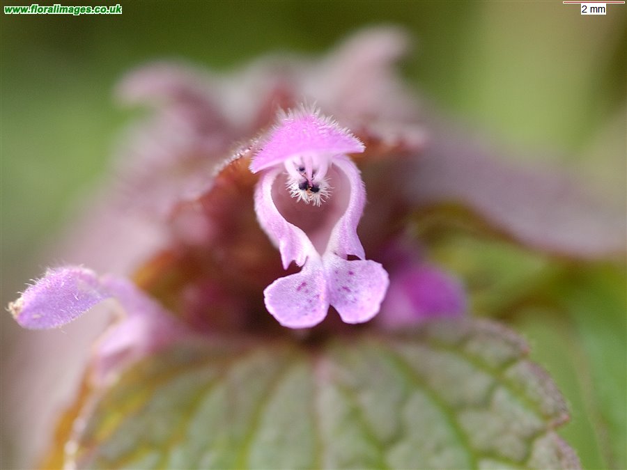 Lamium purpureum