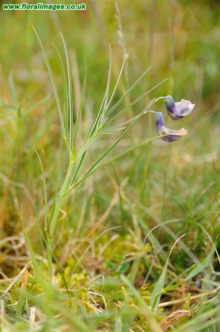 Lathyrus linifolius