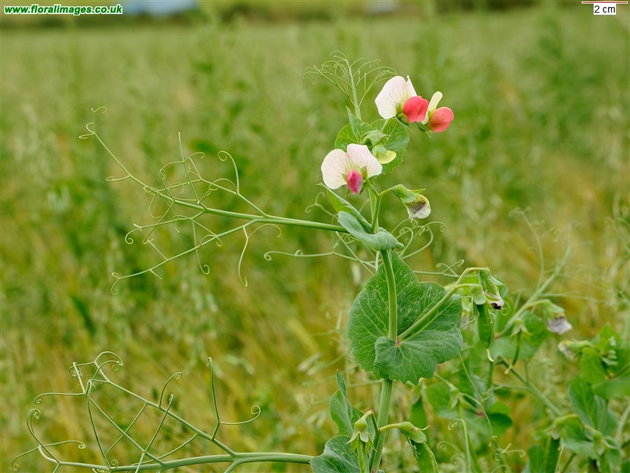 Lathyrus oleraceus