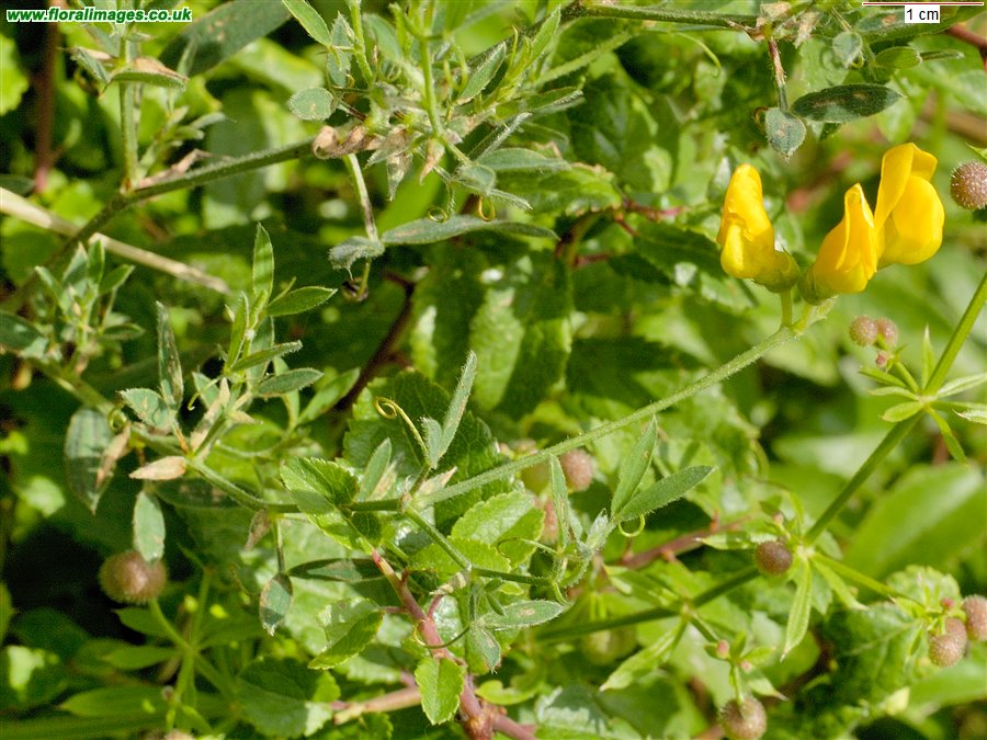 Lathyrus pratensis