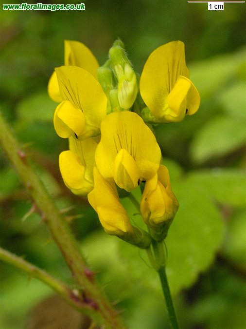 Lathyrus pratensis
