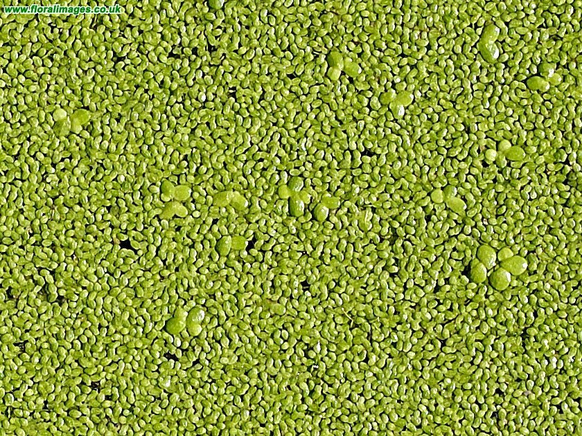 Lemna minor