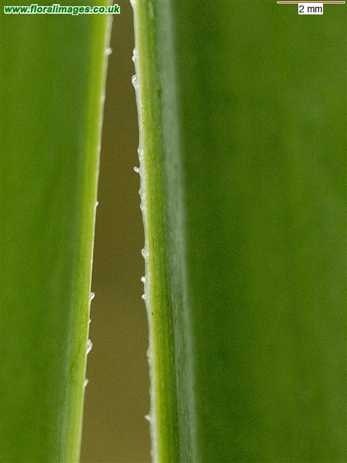 Leucojum aestivum