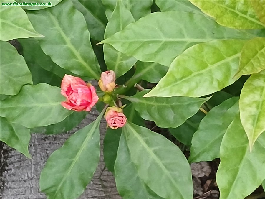 Leuenbergeria bleo