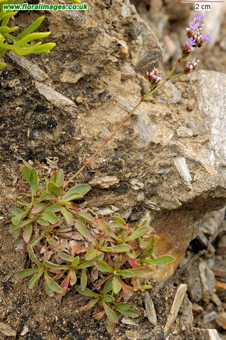 Limonium binervosum agg.