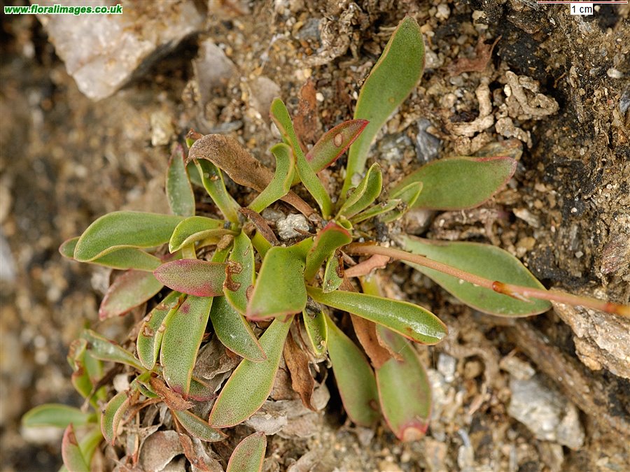 Limonium binervosum agg.