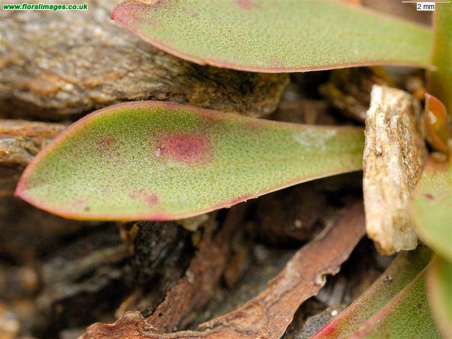 Limonium binervosum agg.
