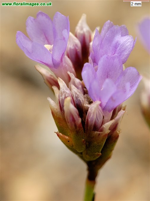 Limonium binervosum agg.