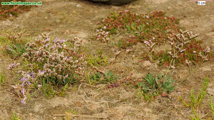 Limonium binervosum agg.