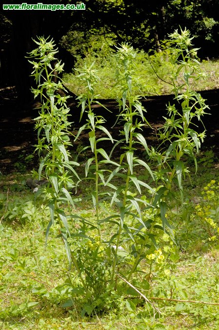 Lithospermum officinale
