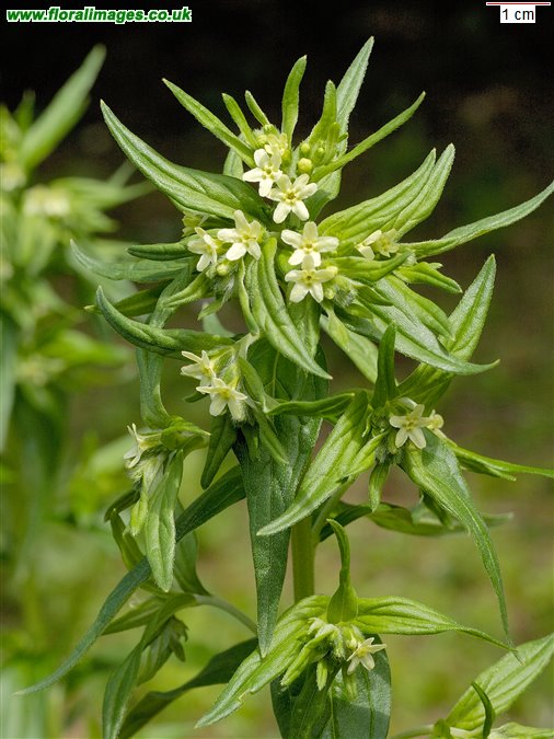 Lithospermum officinale