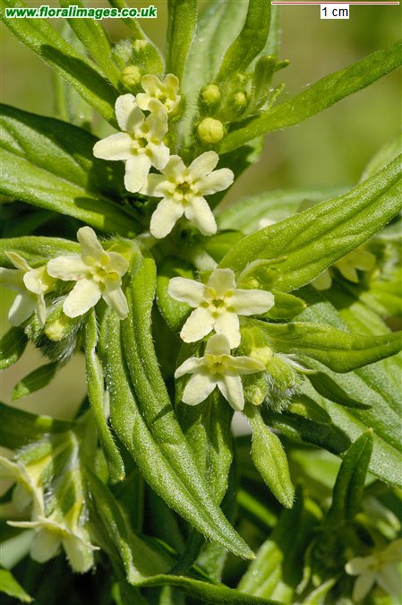 Lithospermum officinale