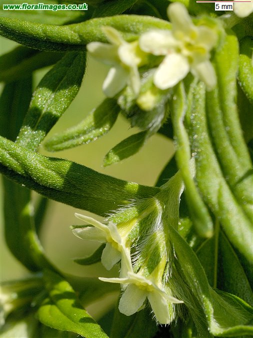 Lithospermum officinale