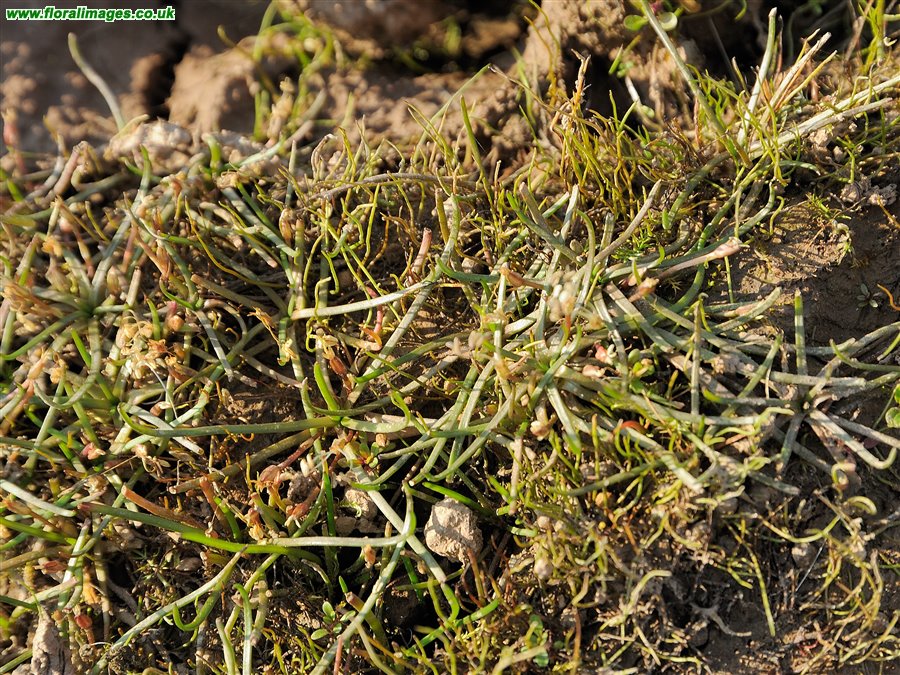 Littorella uniflora